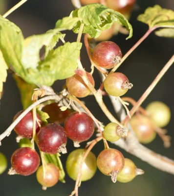 Blackcurrants ripening on a leafy branch