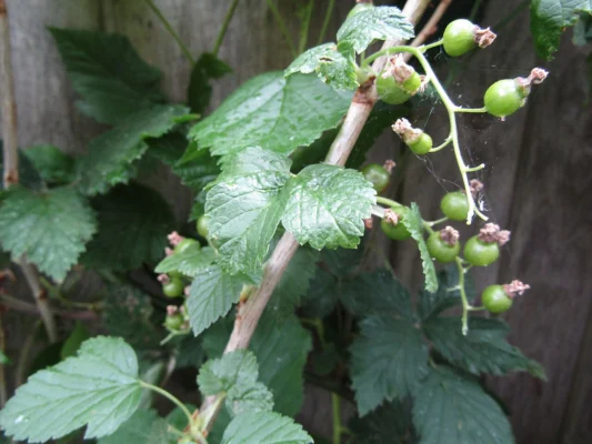 Unripe green blackcurrants on a leafy branch