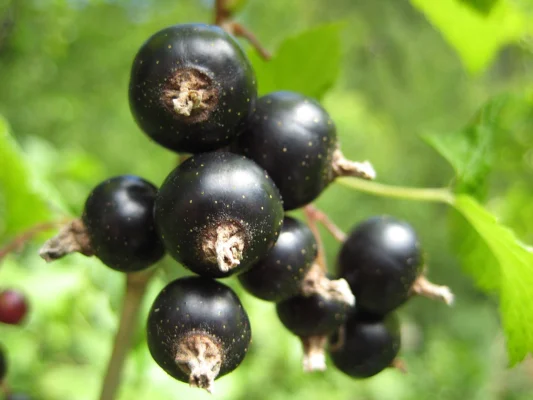 Close view of blackcurrant berries