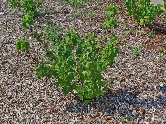 Leafy blackcurrant shrub