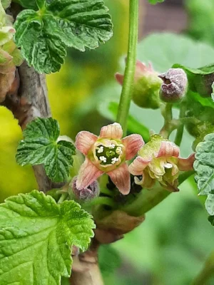 Blackcurrant spring flowers