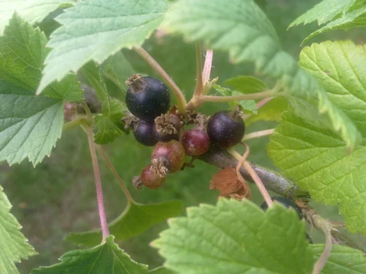 Blackcurrant fruit clusters at Grez Doiceau