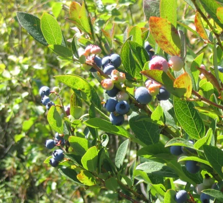 Blueberries at different ripening stages among sunlit leaves