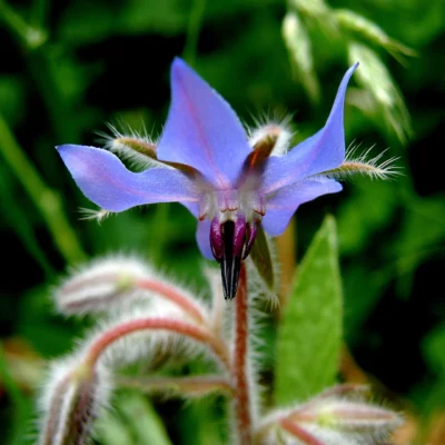 Blue star-shaped borage flower