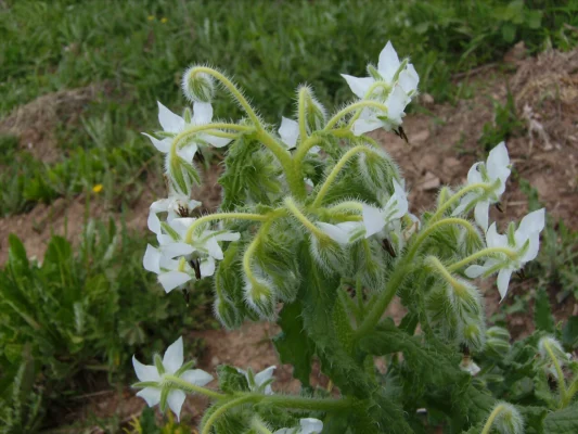 White borage flowers on hairy green stems