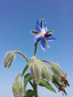Blue borage flower and hanging buds against a clear sky