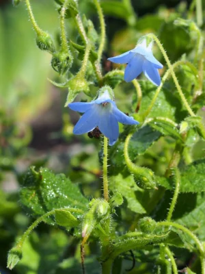 Borago pygmaea flowering at Wrocław University Botanical Garden