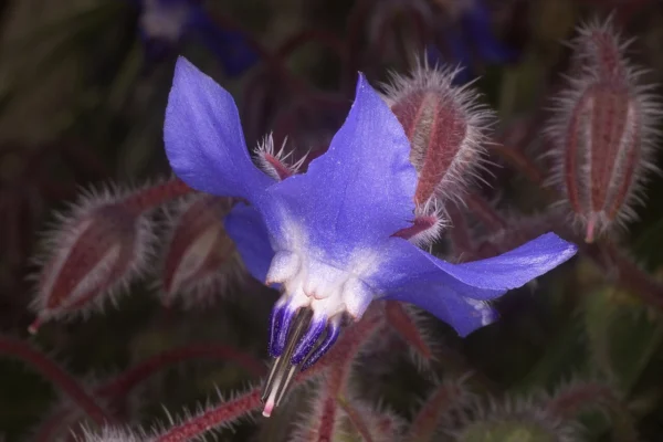 Blue star shaped flower of Borago officinalis