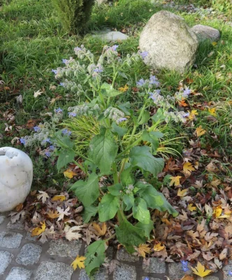 Borago officinalis plant growing in a garden