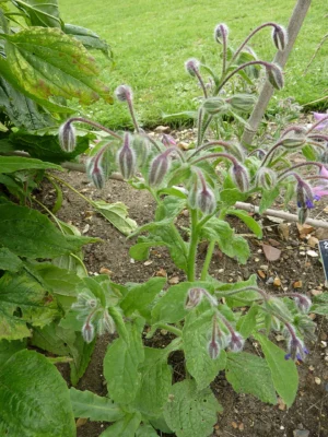 Borago officinalis plant at Cambridge University Botanic Garden