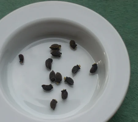 Seeds of annual borage, Borago officinalis