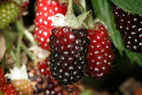 Boysenberries at different stages of ripeness