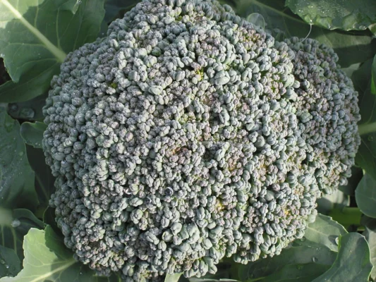 Green head of calabrese cultivar Fiesta