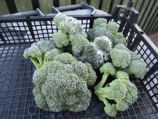 Green heading broccoli harvested in Norfolk; illustrative photograph, cultivar unidentified