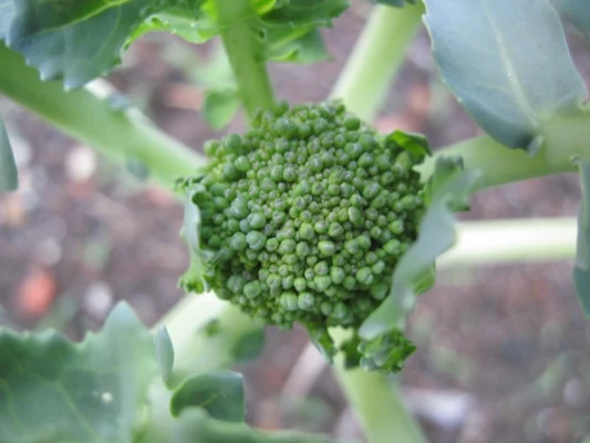 Illustrative young broccoli head, cultivar unidentified; not verified Kabuki