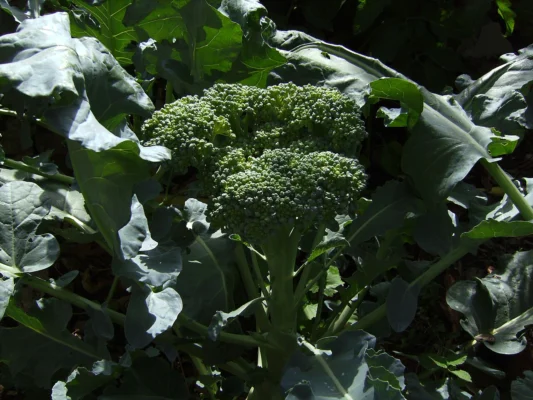 Illustrative broccoli head on its plant, cultivar unidentified; not verified Marathon