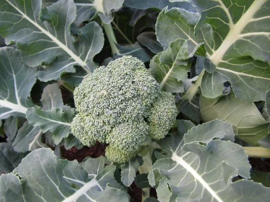 Green heading broccoli developing among broad leaves in a Norfolk garden