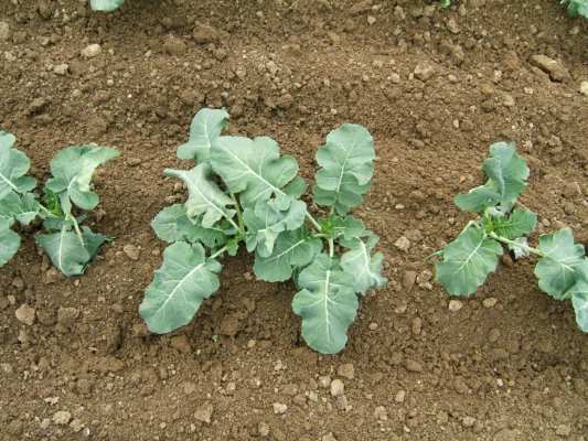 Rows of young broccoli plants in a field