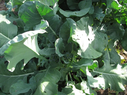 Broccoli plant beginning to form its central head