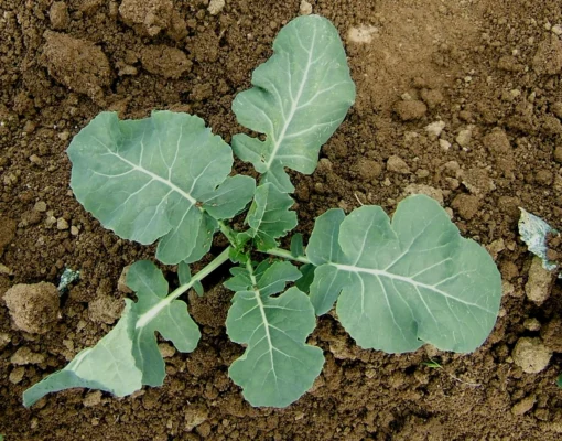 Young broccoli plant established in open soil