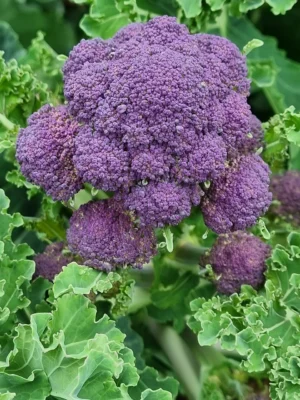 Purple sprouting broccoli growing among leaves