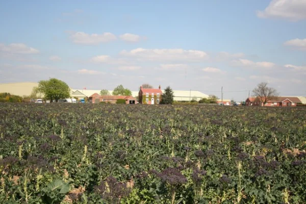 Field of purple sprouting broccoli beneath a blue sky
