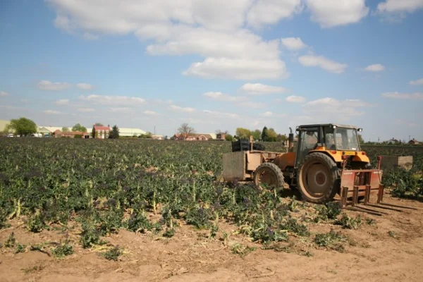 Tractor beside rows of purple sprouting broccoli