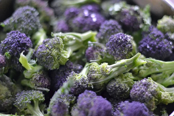 Fresh purple sprouting broccoli spears harvested for cooking