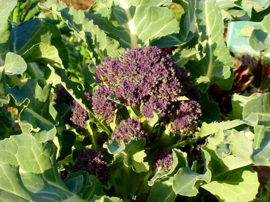 Purple sprouting broccoli growing at Ross on Wye in Herefordshire