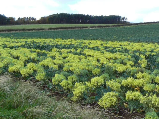 Field of purple broccoli with yellow flowers beyond the usual spear harvest stage