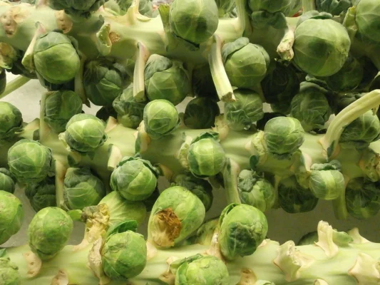 Brussels sprouts growing along a thick stalk