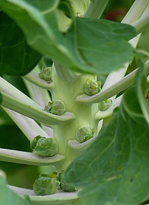 Developing Brussels sprouts along a green stalk