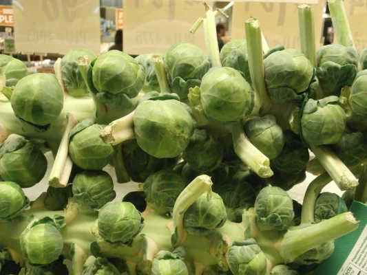 Brussels sprouts clustered along a thick stalk