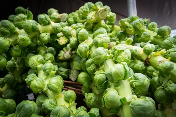 Freshly harvested Brussels sprouts at a market