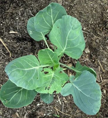 Young Brussels sprout plant of the variety Long Island Improved