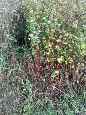 Buckwheat plants with reddish stems and green leaves