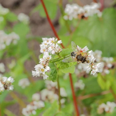 A bee visiting white buckwheat flowers