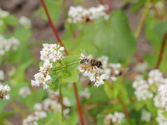 A bee visiting white buckwheat flowers