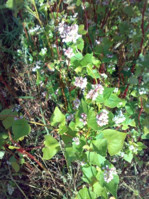 Buckwheat plants with small white flower clusters