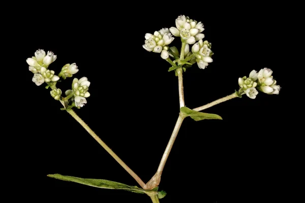 Small flowers of common buckwheat