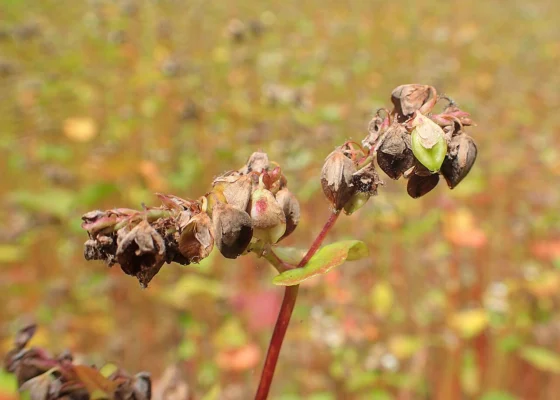Developing fruits of Fagopyrum esculentum