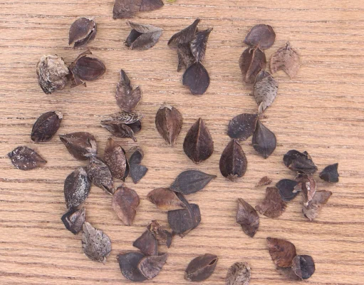 Angular buckwheat seeds with their hulls