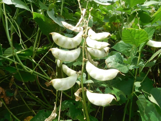 Lima bean pods, Phaseolus lunatus