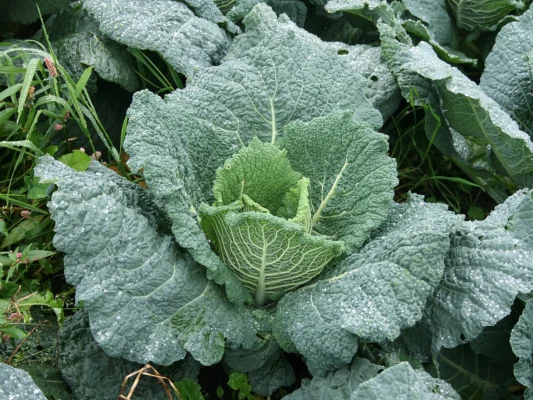 Savoy cabbage from Moss Brook Growers in Manchester