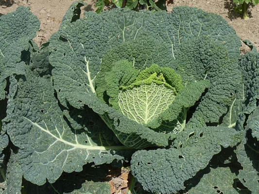 Savoy cabbage growing in a vegetable garden