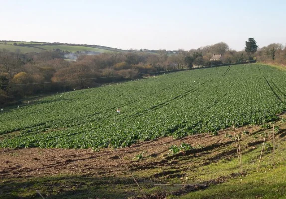 Green cabbage growing in a field in Britain