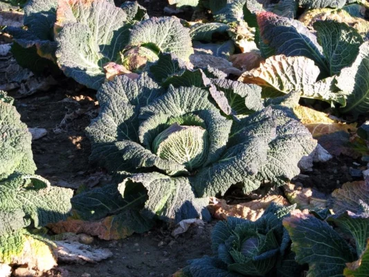 Savoy cabbage growing in a Norfolk field