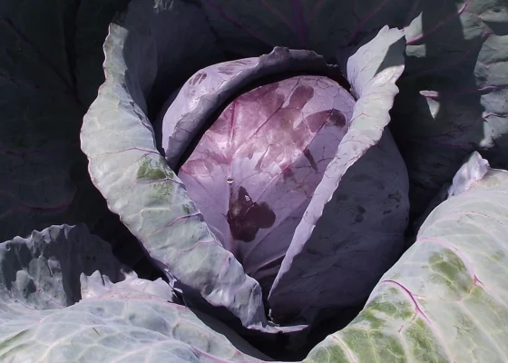 Purple red cabbage head enclosed by broad outer leaves