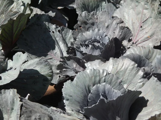 Red cabbage plants with grey purple outer foliage
