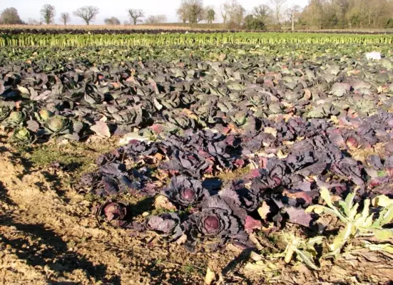 Rows of red cabbage growing in a field in Norfolk